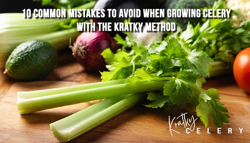 10 Common Mistakes to Avoid When Growing Celery with the Kratky Method