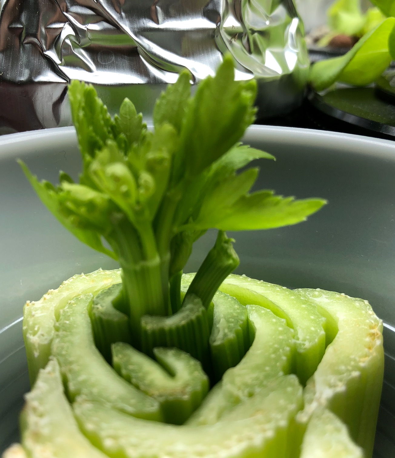 Regrowing grocery store celery using Kratky Hydroponic Method Regrowing grocery store celery using Kratky Hydroponic Method